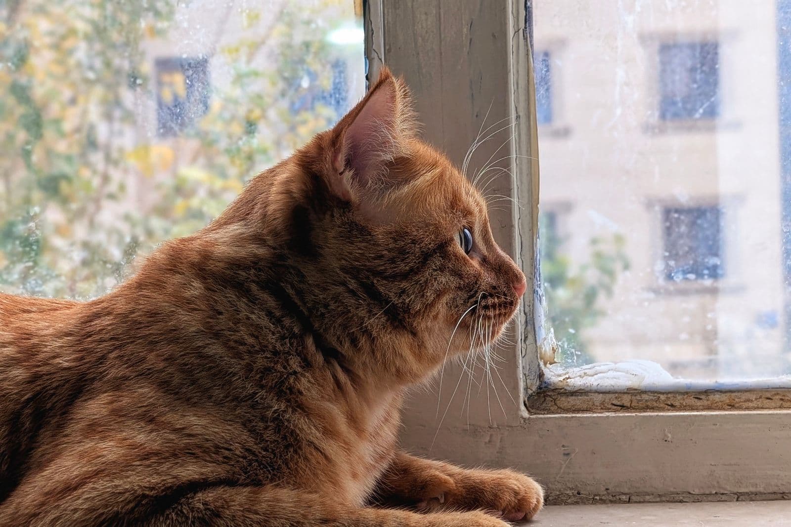 A ginger tabby cat lies on a windowsill in daylight, watching the street outside.