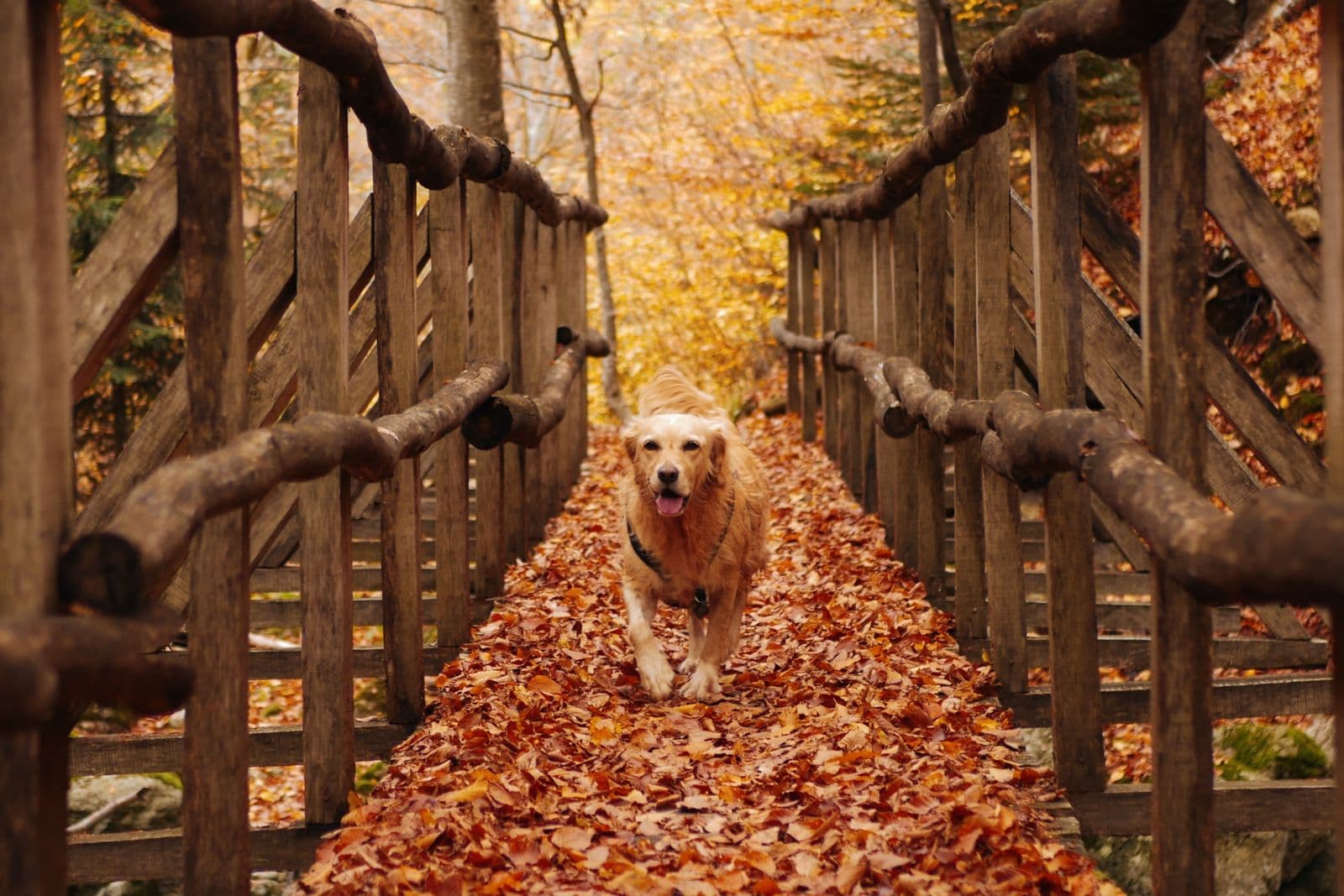 A golden retriever trots along a wooden footbridge covered in fallen autumn leaves.