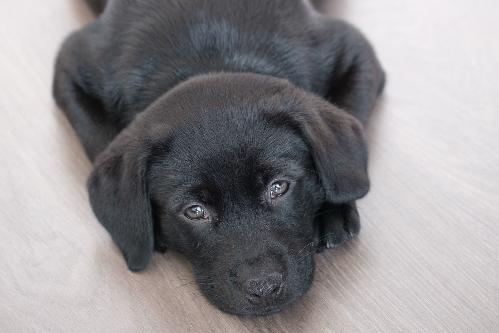 A black Labrador puppy lies on a pale wooden floor with its head down, looking up at the camera.