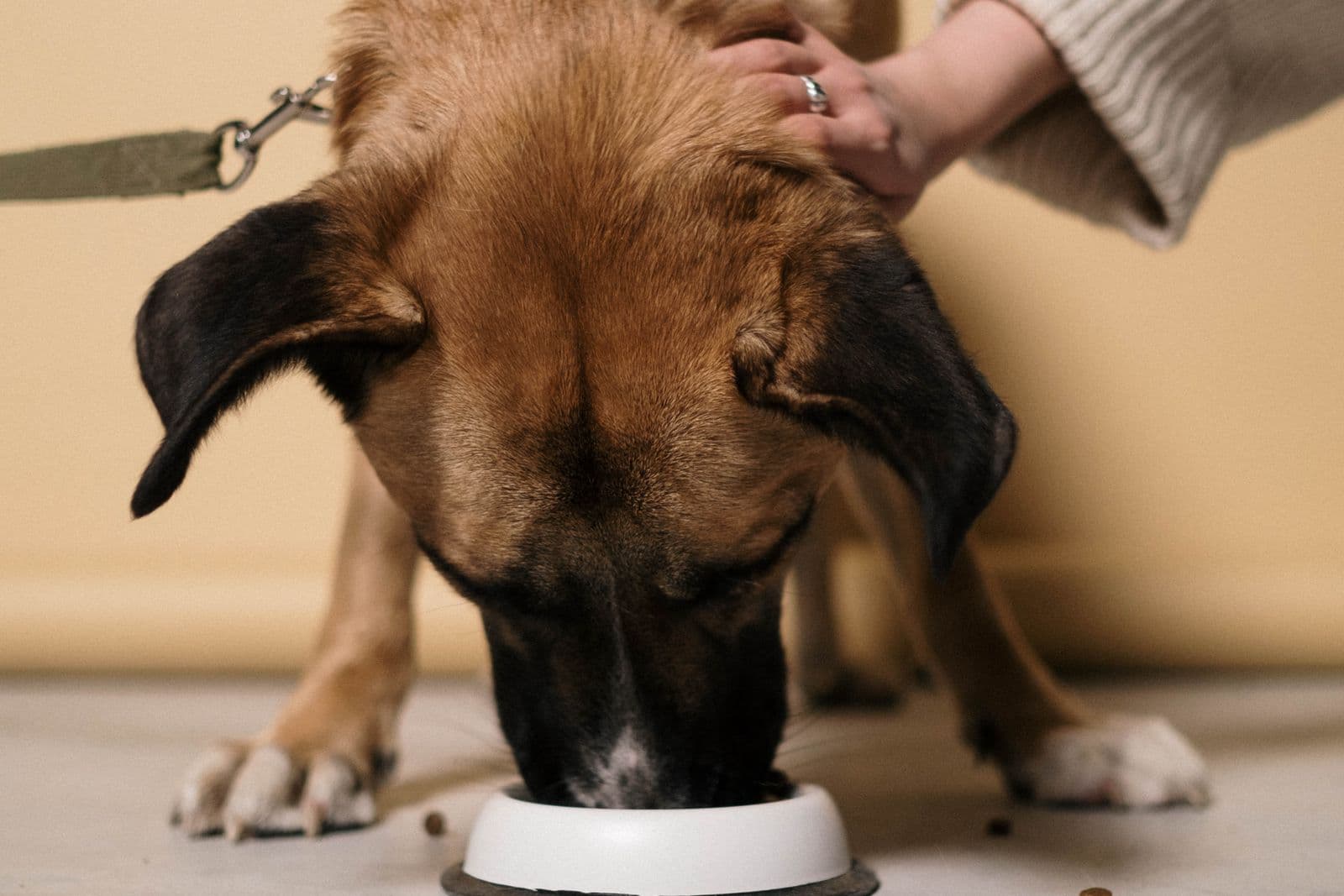A dog eats from a white bowl on a kitchen floor while a hand rests on its head.
