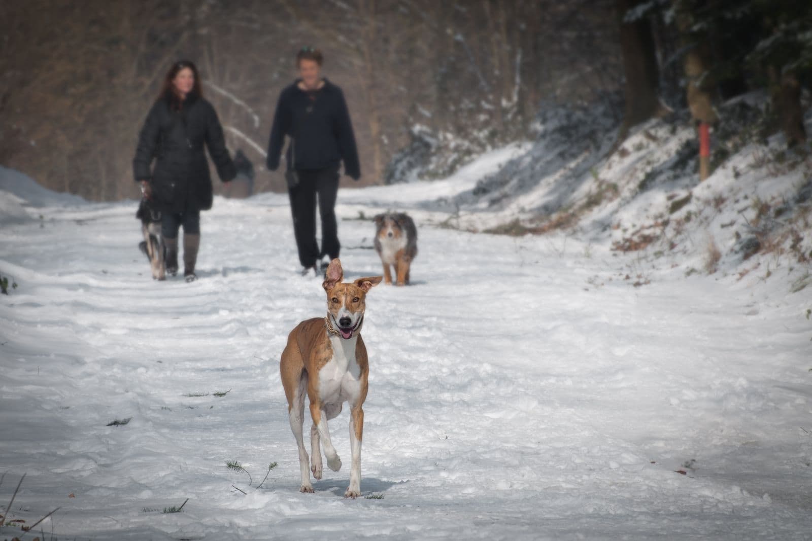 A dog runs ahead along a snow-covered trail while two people walk behind with another dog.