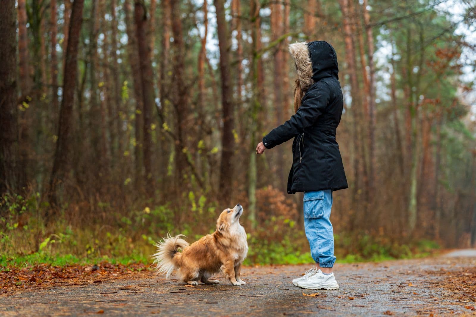 A small dog sits attentively on a wet forest path, watching its handler's hand signal.